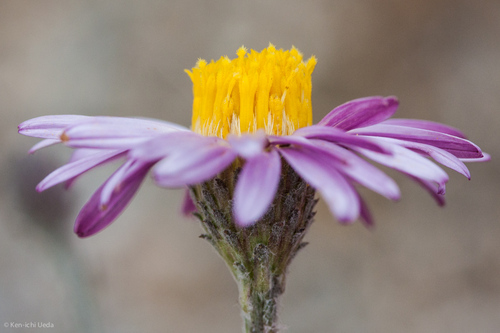 Corethrogyne filaginifolia (California Aster) (alternate view 7)