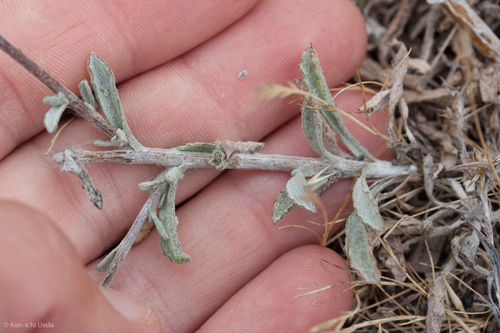 Corethrogyne filaginifolia (California Aster) (alternate view 9)