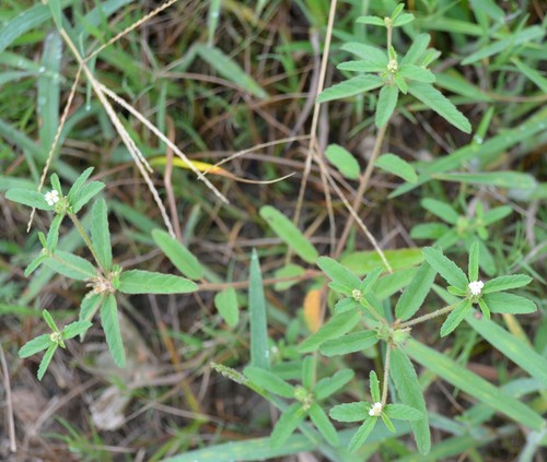 Croton glandulosus (Tropic Croton) (alternate view 6)