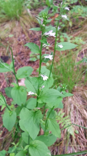 Lobelia inflata (Indian tobacco)