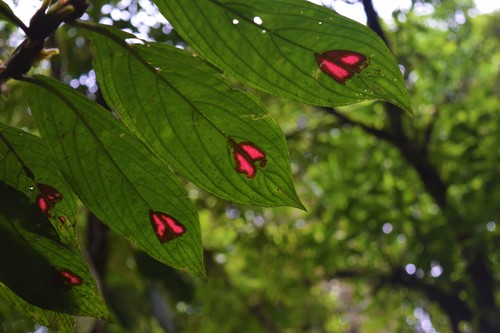 Columnea (Columnea) (alternate view 5)
