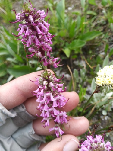 Pedicularis groenlandica (Elephant's-Head lousewort) (alternate view 3)