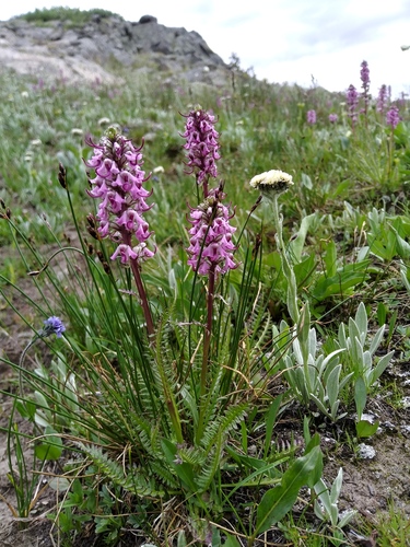 Pedicularis groenlandica (Elephant's-Head lousewort) (alternate view 2)