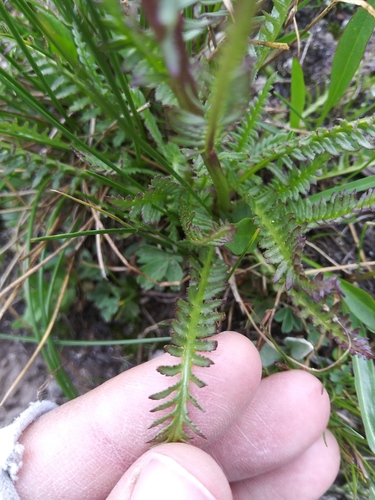 Pedicularis groenlandica (Elephant's-Head lousewort) (alternate view 4)