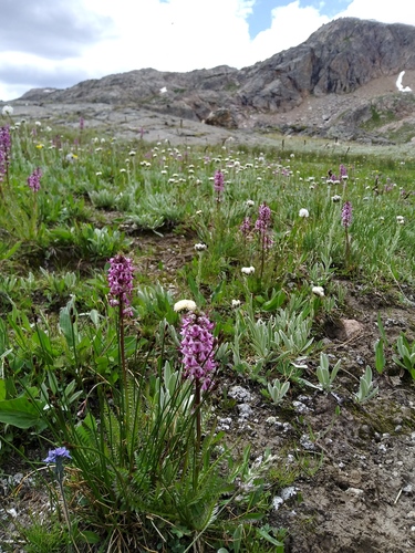 Pedicularis groenlandica (Elephant's-Head lousewort) (alternate view 5)