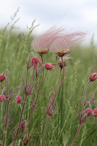 Geum triflorum (Prairie Smoke)