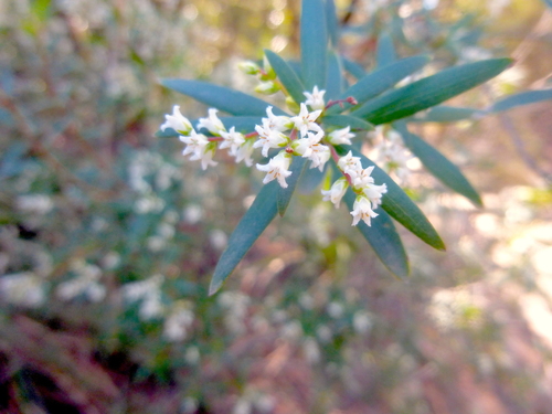 Leucopogon affinis (Lance Beard-heath) (alternate view 2)