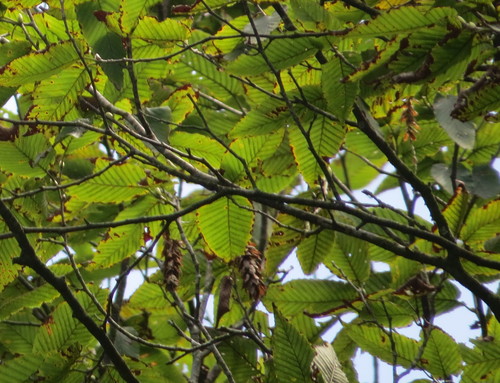 Carpinus (hornbeams) (alternate view 6)