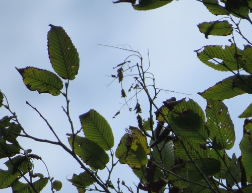Carpinus (hornbeams) (alternate view 7)