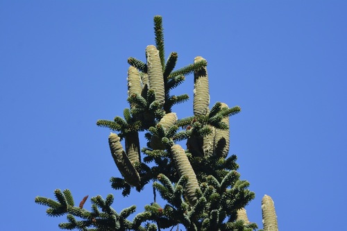 Abies numidica (Algerian Fir)