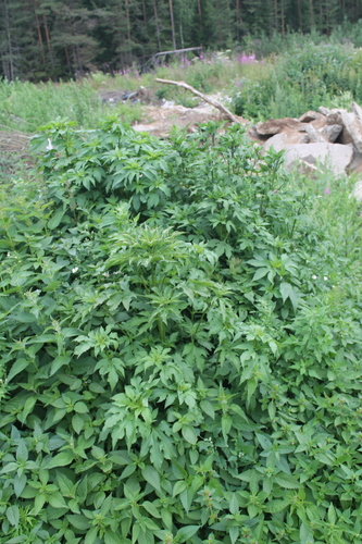 Ambrosia trifida (giant ragweed)