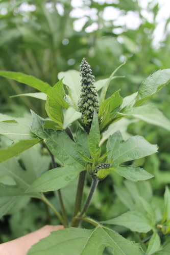 Ambrosia trifida (giant ragweed)