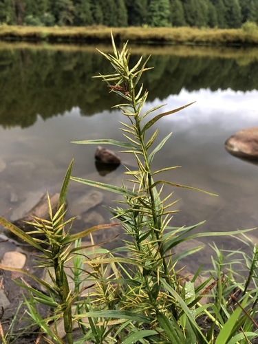 Dulichium arundinaceum (Three-way Sedge) (alternate view 6)