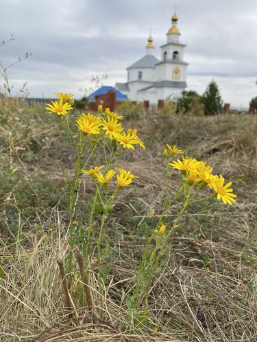 Jacobaea vulgaris (tansy ragwort)