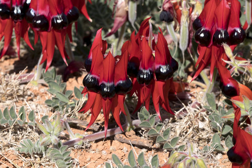 Swainsona formosa (Sturt's Desert Pea) (alternate view 5)