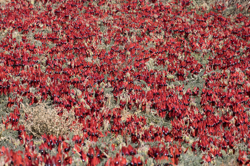 Swainsona formosa (Sturt's Desert Pea) (alternate view 4)