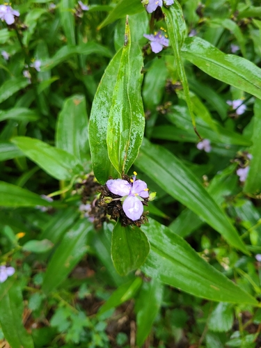 Tradescantia subaspera (Zigzag Spiderwort) (alternate view 7)