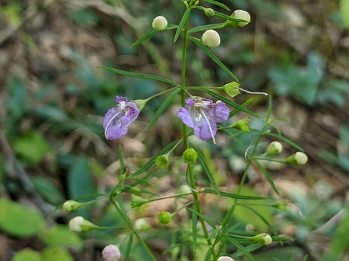 Agalinis tenuifolia (slender false foxglove) (alternate view 2)