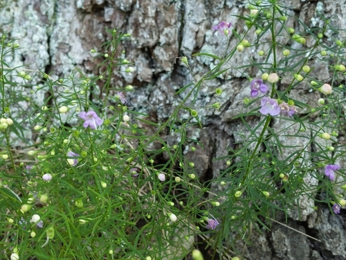 Agalinis tenuifolia (slender false foxglove) (alternate view 3)