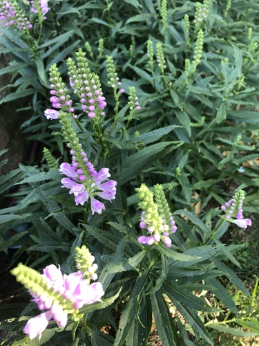 Physostegia virginiana (Obedient Plant)