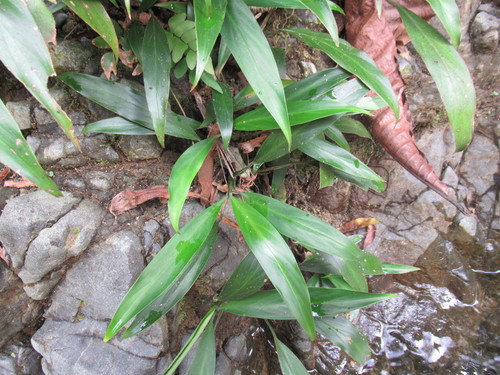 Spathiphyllum (peace lillies) (alternate view 8)