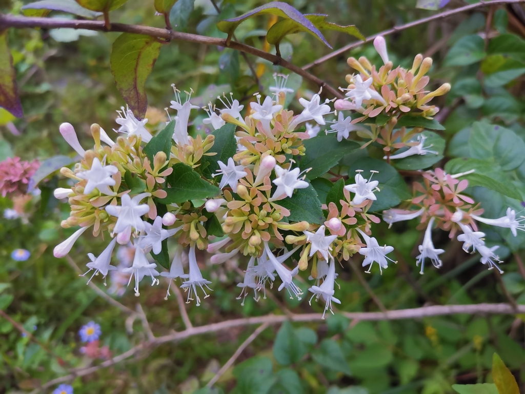 Abelia chinensis, Chinese abelia — mounding semi-evergreen (Caprifoliaceae) (image 4 of 8)