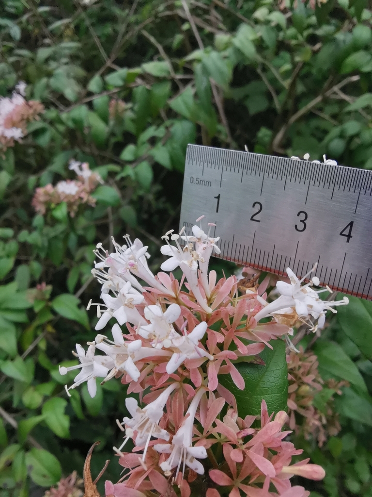 Abelia chinensis, Chinese abelia — mounding semi-evergreen (Caprifoliaceae) (image 5 of 8)