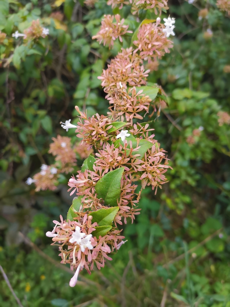 Abelia chinensis, Chinese abelia — mounding semi-evergreen (Caprifoliaceae) (image 6 of 8)