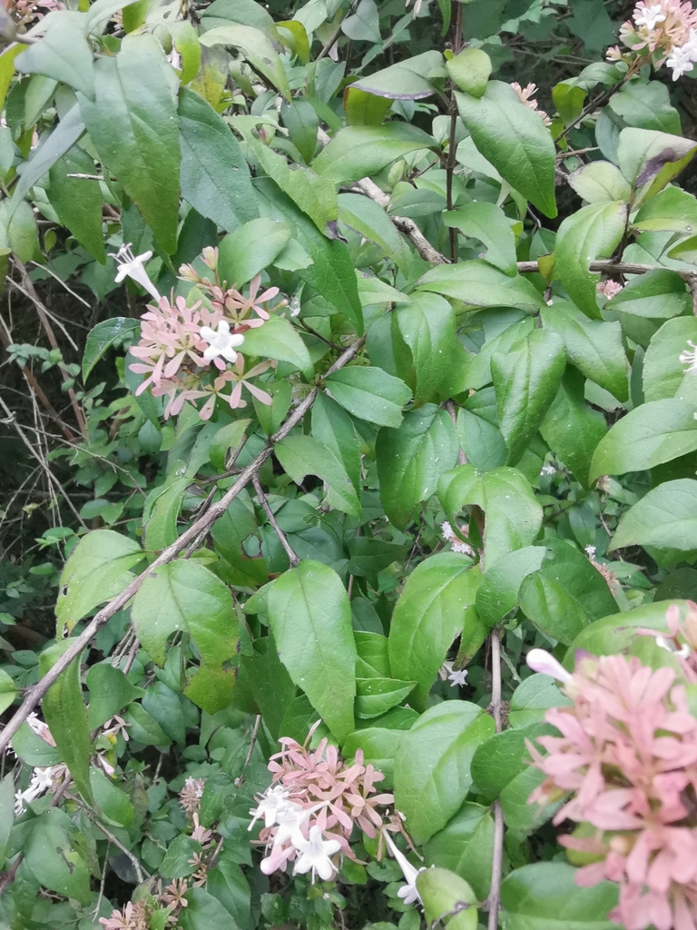 Abelia chinensis, Chinese abelia — mounding semi-evergreen (Caprifoliaceae) (image 7 of 8)
