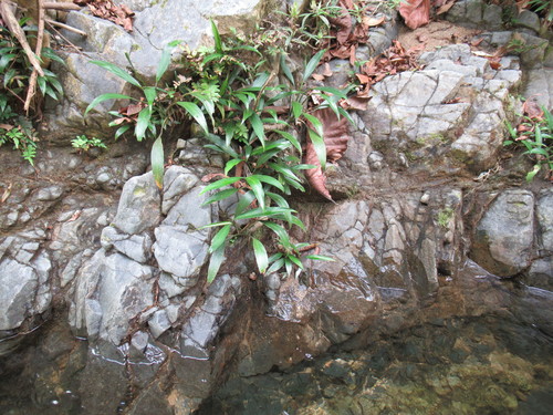 Spathiphyllum (peace lillies) (alternate view 10)