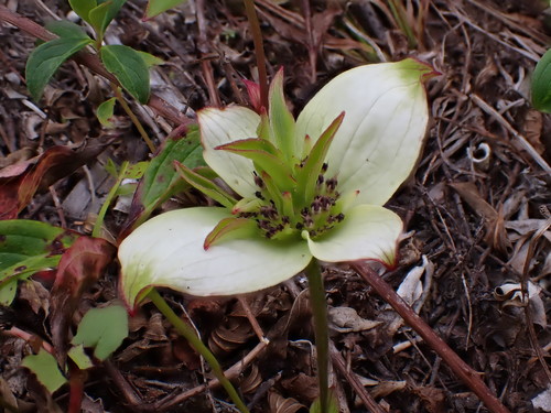 Cornus unalaschkensis (bunchberry) (alternate view 5)