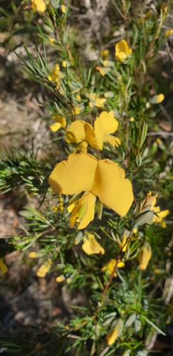 Gompholobium grandiflorum (Large Wedge Pea)