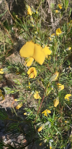 Gompholobium grandiflorum (Large Wedge Pea) (alternate view 2)
