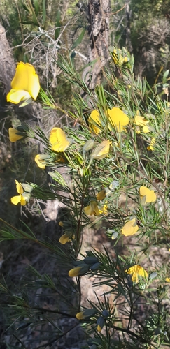 Gompholobium grandiflorum (Large Wedge Pea) (alternate view 3)