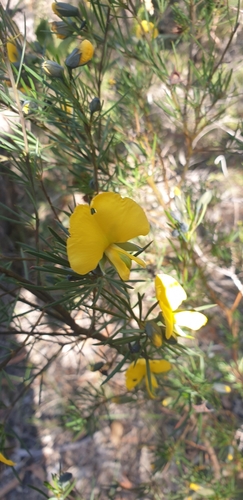 Gompholobium grandiflorum (Large Wedge Pea) (alternate view 4)