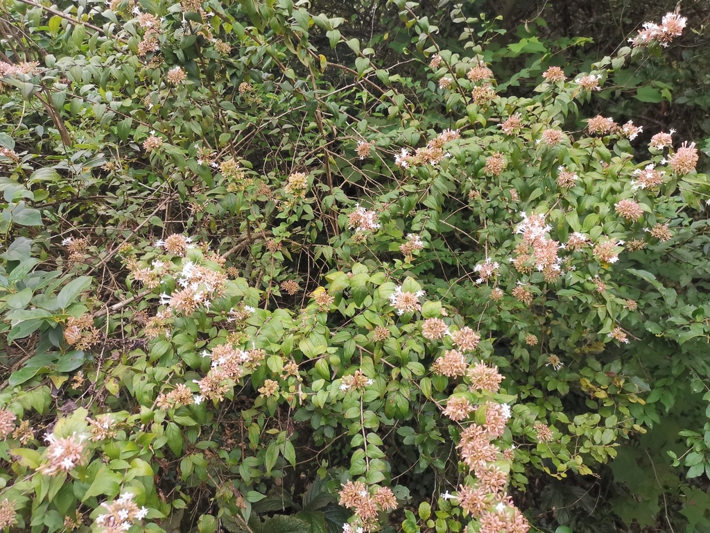 Abelia chinensis, Chinese abelia — mounding semi-evergreen (Caprifoliaceae) (image 8 of 8)