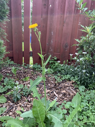 Sonchus arvensis (marsh sow thistle)
