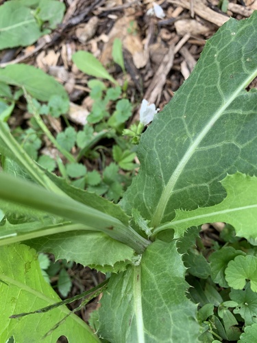 Sonchus arvensis (marsh sow thistle) (alternate view 5)