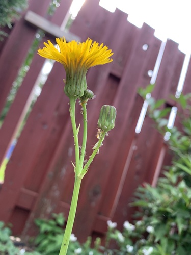 Sonchus arvensis (marsh sow thistle) (alternate view 3)