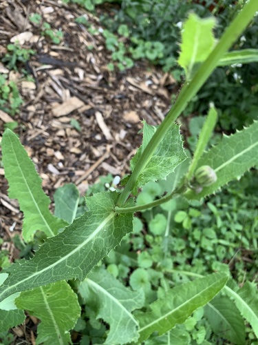 Sonchus arvensis (marsh sow thistle) (alternate view 4)