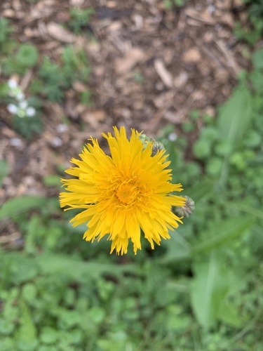 Sonchus arvensis (marsh sow thistle) (alternate view 2)