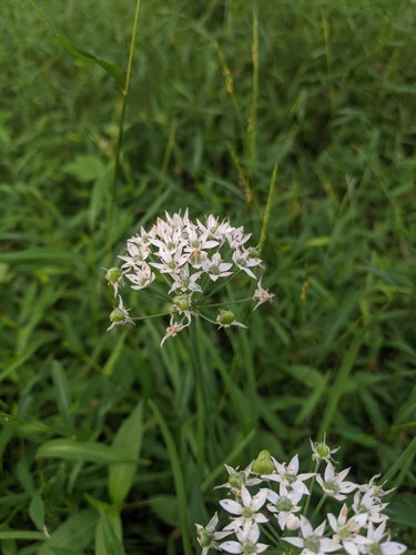 Allium tuberosum (Garlic Chives) (alternate view 5)