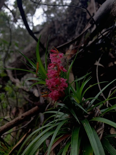 Dracophyllum secundum (necklace heath) (alternate view 6)