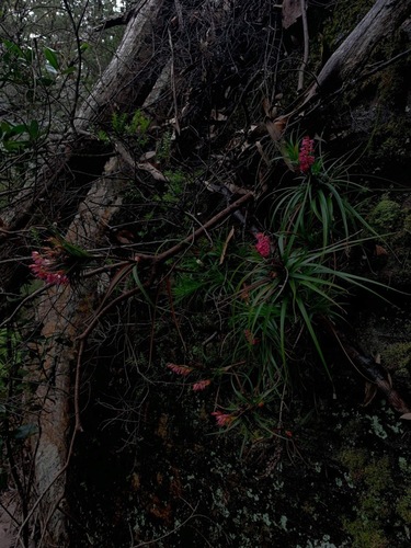 Dracophyllum secundum (necklace heath) (alternate view 7)