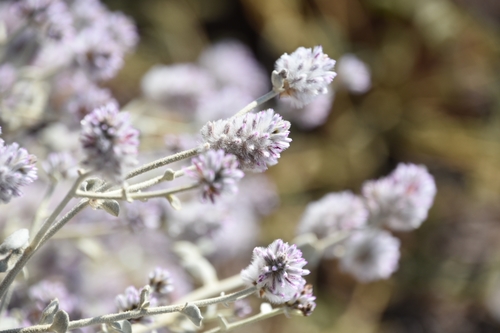 Ptilotus obovatus (cotton bush) (alternate view 5)