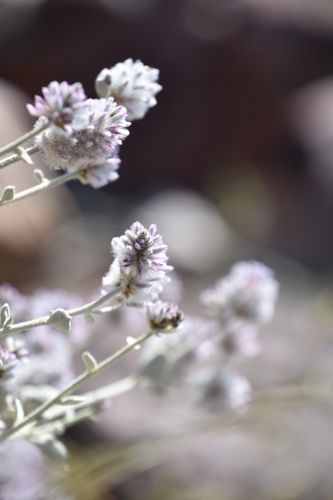 Ptilotus obovatus (cotton bush) (alternate view 6)