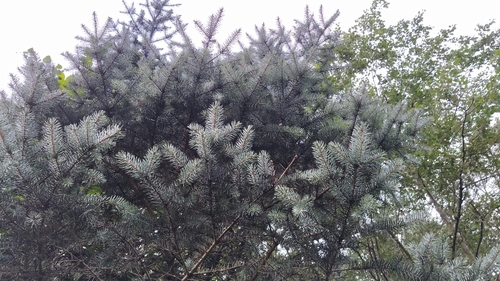 Picea pungens (Colorado Spruce) (alternate view 2)