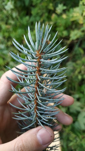 Picea pungens (Colorado Spruce) (alternate view 3)