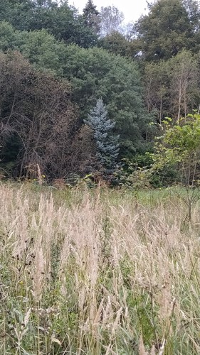 Picea pungens (Colorado Spruce) (alternate view 4)