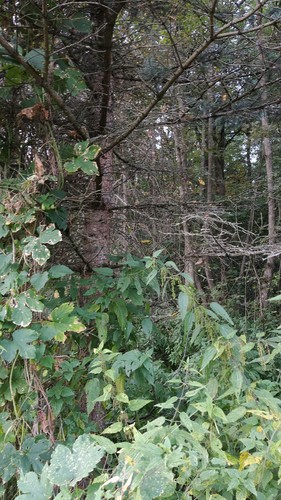Picea pungens (Colorado Spruce) (alternate view 5)